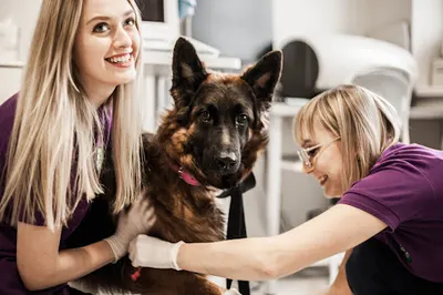 PrimaVet